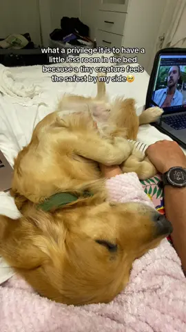 my best friend #goldenretriever #goldensoftiktok #goldenretrieversoftiktok #goldenretrieverlife #cutedog