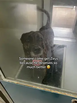 Windsor Essex county humane society in Windsor Ontario Canada!! #shelter #dog #fyp #foryoupage #viral 