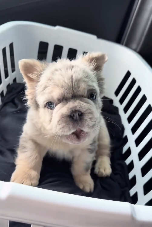 Angry puppy 🥰#dog #funny #puppy #cute #dogsoftiktok #funnyvideos 