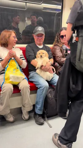 Lindo golden bebé en línea 3…su padre me autorizó a grabarlo #fypシ #dog 