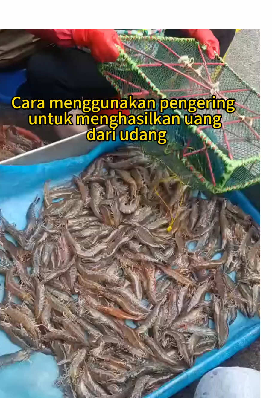 How to create wealth from live shrimp with dryers #dryermachine #dryingmachine #shrimp #fyppppppppppppppppppppppp 