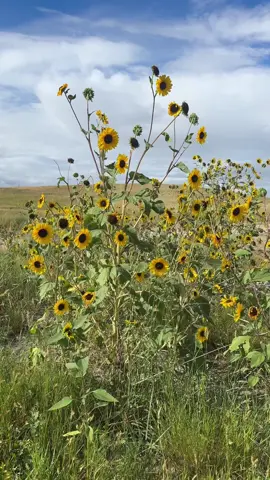 It feels like lately I’ve been doing everything wrong and it’s building up on me, although I know this isn’t true sometimes you can’t help but let it get to you. I do feel better now actually, so yes doing my run did help. Kindness is something we all need in our lives, take care of yourselves everyone - Josué #thoughts 