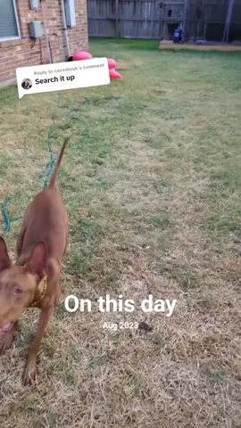 #onthisday #dogtok #nothappening #donotdolist #nottodolist 