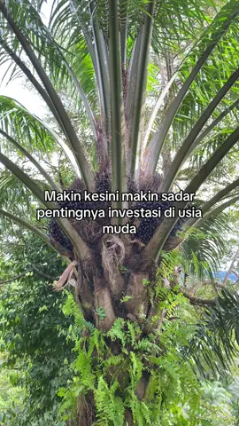 #petanimuda #petanisawit🌴 #sawitontiktok #foryou #fyp 