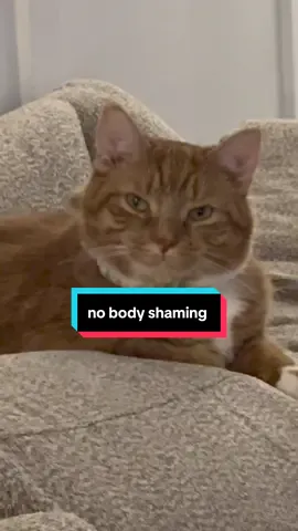 Don't body shame Kona #catsoftiktok #orangecat 