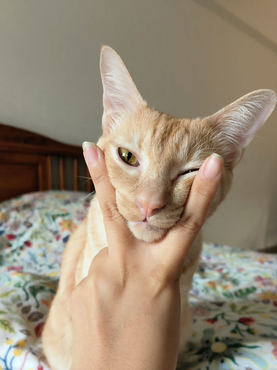 he's so done with me #oyen #orangecat #cutecat #Love 