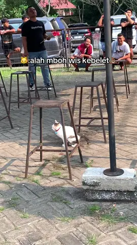 Malah ngising cing cing😭#kenarimania #fyp #kenarimaniaindonesia #kenariindonesia #kenarigacor 