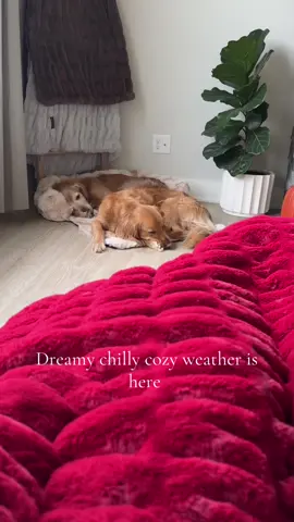 Cuddly girls  #goldenretriever #goldenretrieverlife #dogbed 