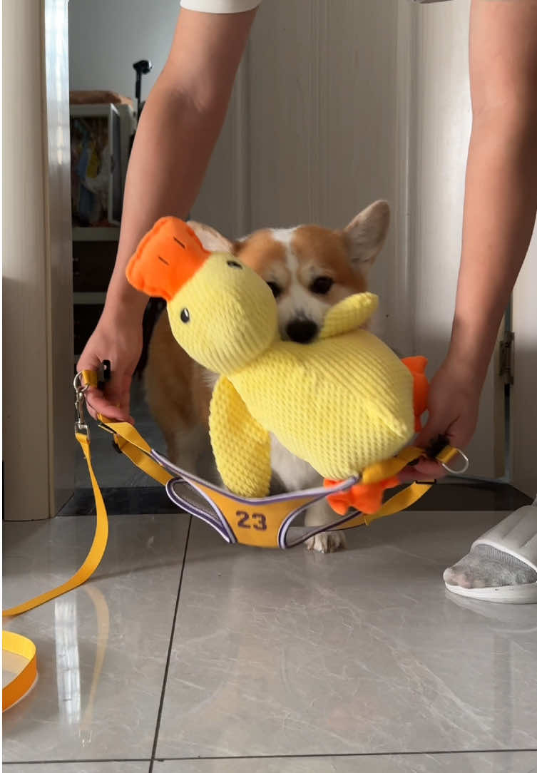 #dog #corgi #cute #mypet 