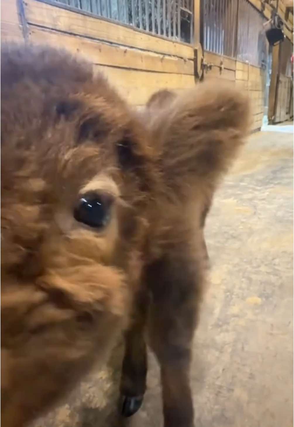 Hit the e brakes on me #godisgood #cow #minicows #grasspuppy #cuteanimals 