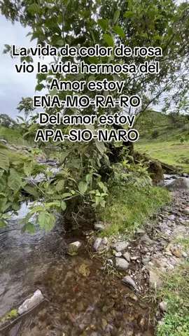 Jajaja este pelado es el éxito!!! #fyp #viral #niñocantando #lavidadecolorderosa #delavidaestoyenamoraro 