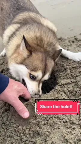 She’s at it again#Dog #DogsOfTikTok #Pomsky #Puppy #beachlife 