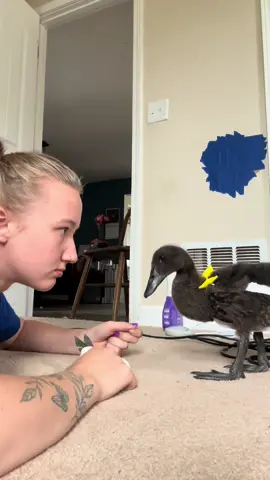 Meet June, Chaos Incarnate. #fyp #fypシ゚viral #duck #homesteading #animals 