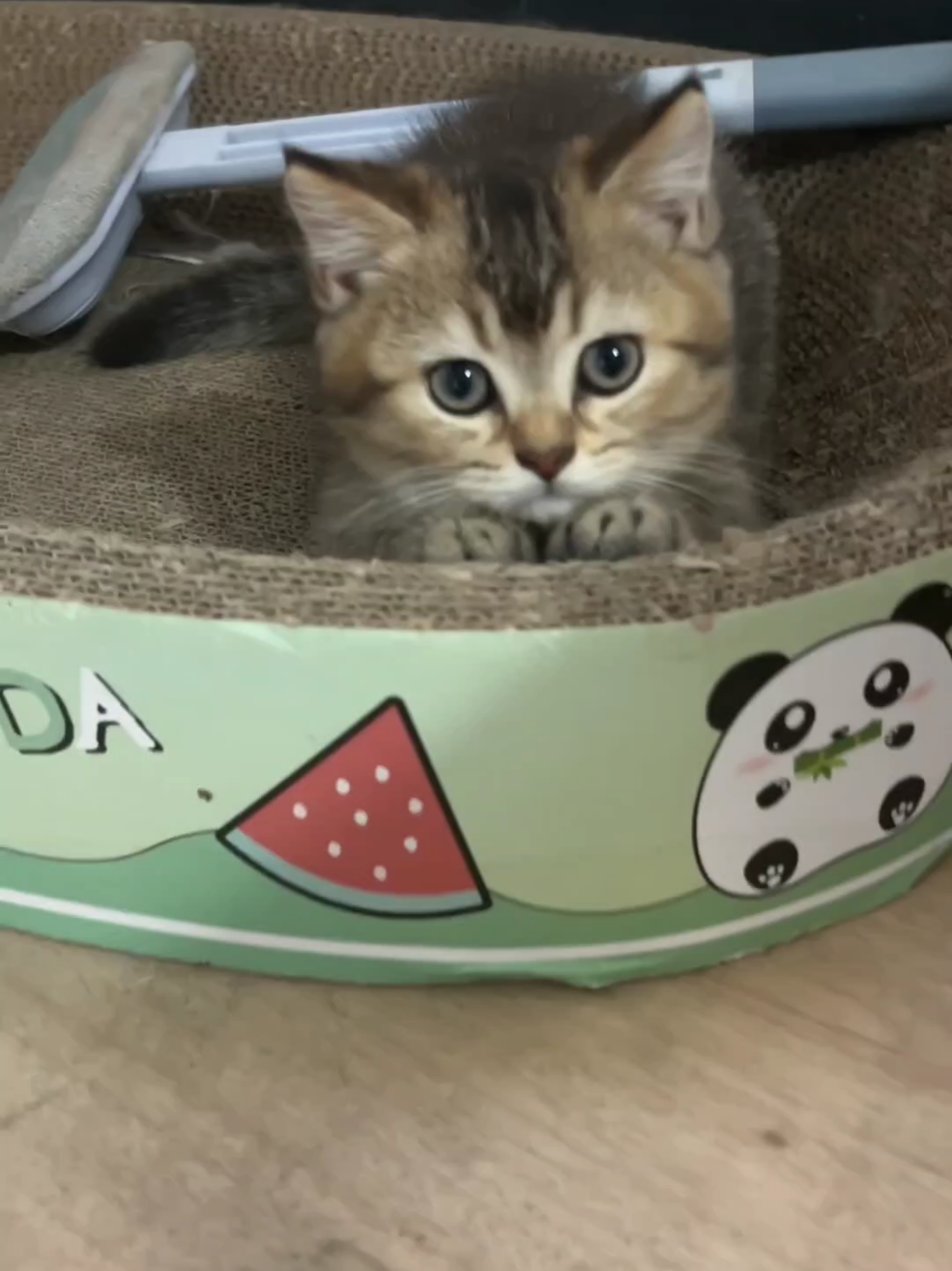 #catlover #catsoftiktok #fyp #cat #catlife #capcut #cattok #pet #catlitter 