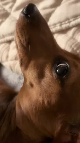 Everyone look at my wiener it’s a good wiener lol 