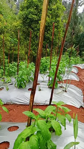 Yang penting Hudang isukk 🥱🥱#petanimilenial #petanimuda #petani #petaniindonesia🇮🇩🇮🇩🇮🇩🌿🌿 #fypシ゚viral 