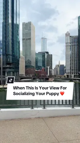And he did SOOOOOO well 🥹🫶 saw some scooters, luggage, bikes, and boats! He’s already a pro with the trains 😌 #chicago #chicagotiktok #puppy #socialization #puppytraining 
