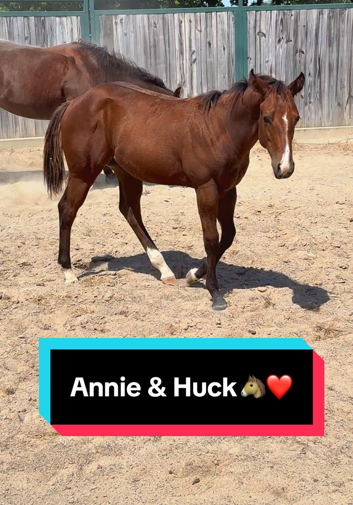 Annie & Huck🐴❤️ #mareandfoal #foalsoftiktok #foalsof2025 #baycolt 