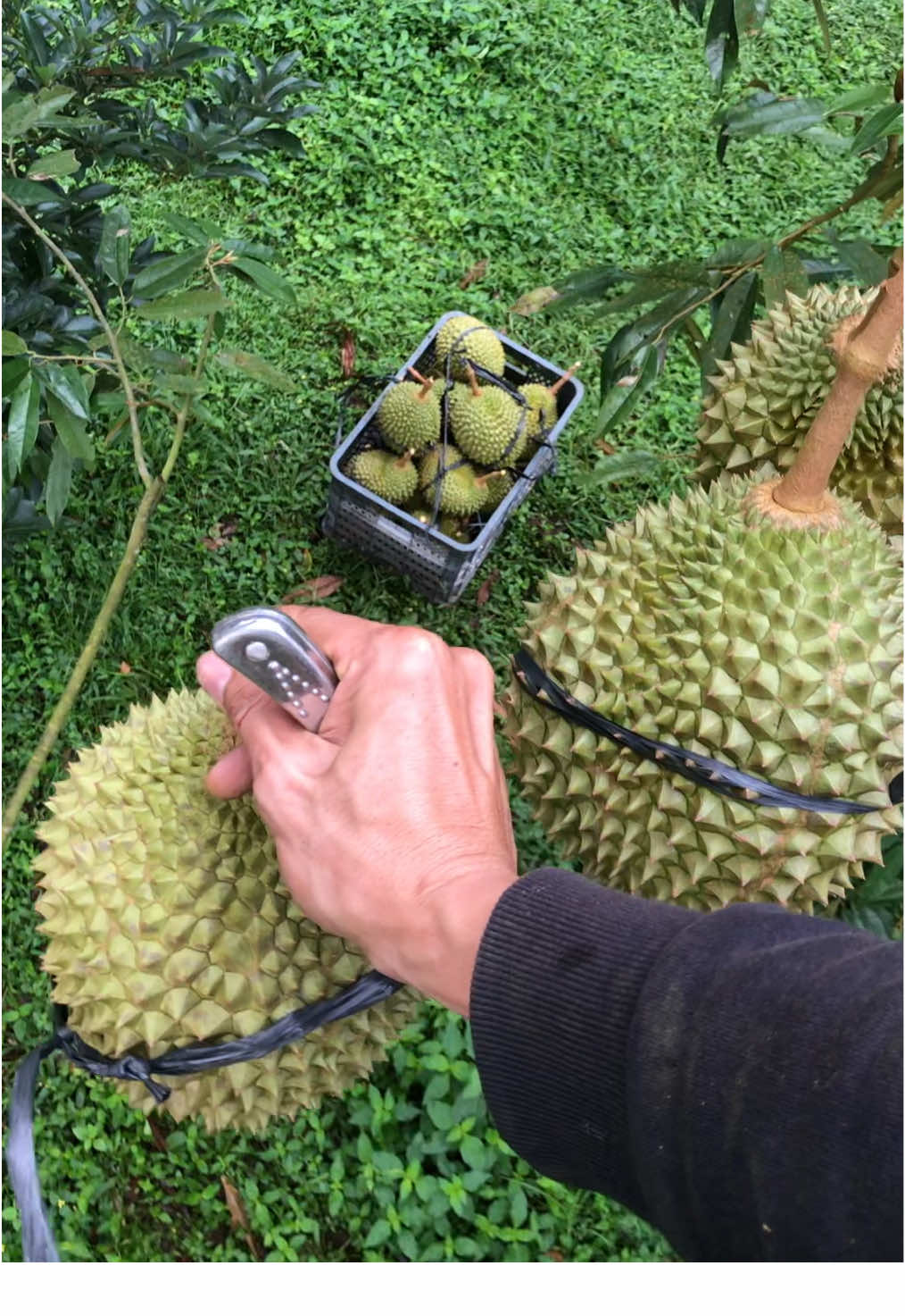 Panen Musangking #bali #durian #indonesia🇮🇩 #durianlover #musangking #fyp #mkri 