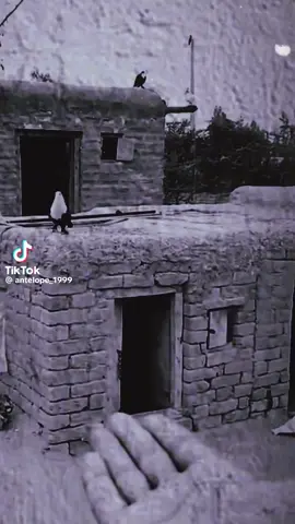 #fypシ゚viral🖤tiktok☆♡🦋myvideo❤️❤️🥰🥰♡♡2  #حسين_الجسمي  #عمرك_سمعت_بطير_يحب_سجانه❤️❤️ 