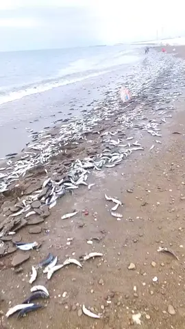 জাপানের নদীর তীর এলো প্রচুর মাছ#facts #shorts #fish 