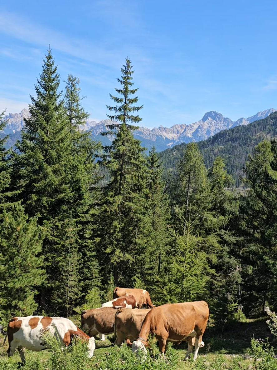 #cowbell #dolomiti #italy #mountains #dolomites 