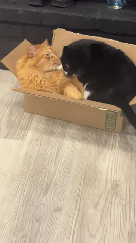 Carmen and Max ♥️ #cats #fyp #pets #animals #Love 