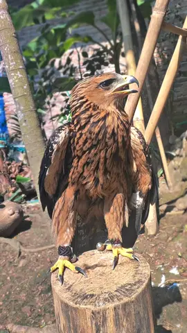 🦋#CapCut #fyp #indianblackeagle #eagle #eagle 