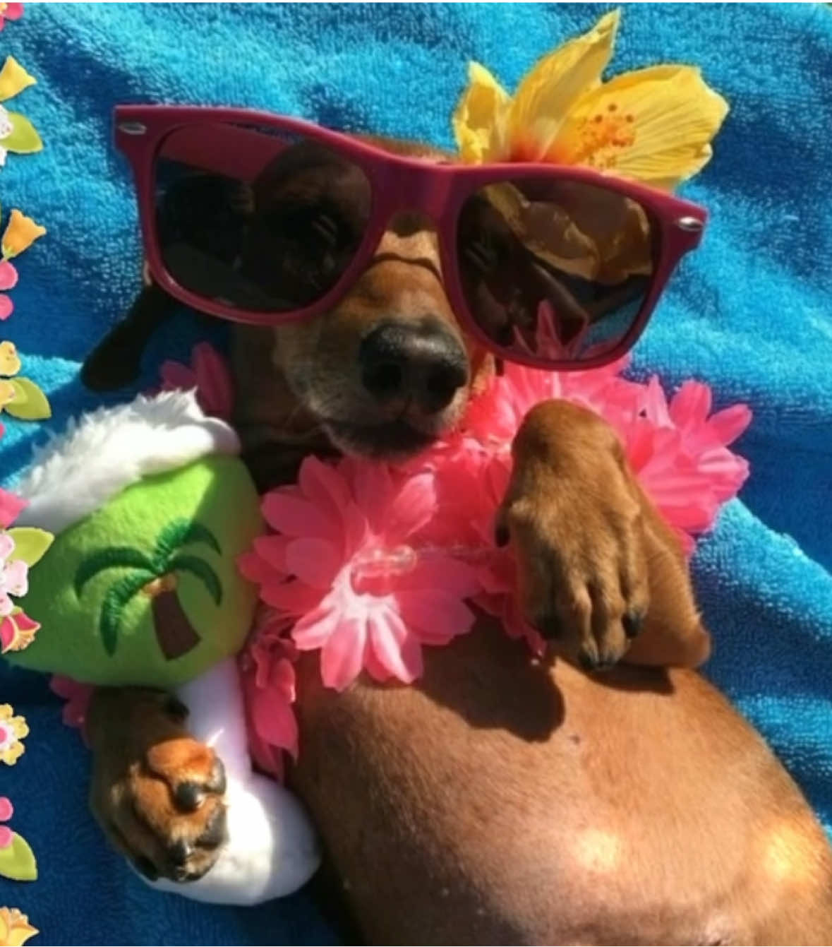 😎#beach #ilovedachshunds #fyp #alightmotionedit #dogs 