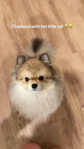 we call it her little swiffer sweeper, I love the way it just swishes around #pomeranian #fluffytail #smalldogsoftiktok #orangepomeranian #happytail 