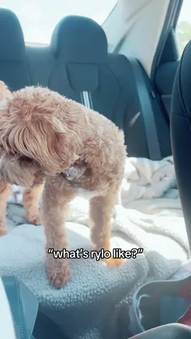 swear he gets his personality from his dad #ryloworld #fyp #maltipoo #rylosworld 