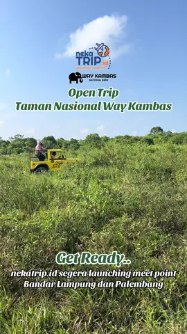 📍Bandar Lampung & Palembang are you ready?? 💬 aku orang lampung belum pernah ke Way Kambas 😢 💬 Kak, dari Palembang ada gak? Start Oktober 2025 ya ya ya ya!!  Kenapa? Skrg udh penuh dari Agustus-September. #gajah #gajahsumatera #opentripwaykambas #tripwaykambas #waykambas 