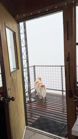 Been socked in today. #lookout #lookoutformichelle #lookoutlife #offgrid #firelookout 