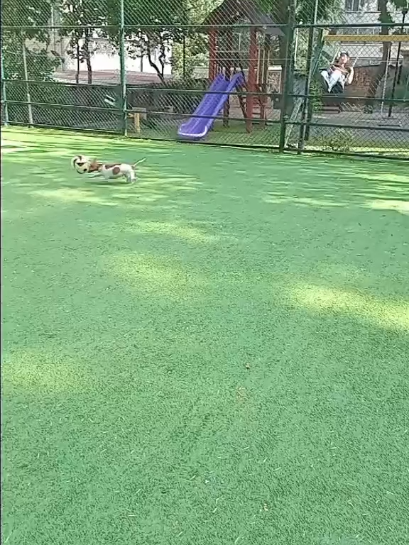 Que loucura! ⚽🐶 É o AUtilhero da pelada! #futbol⚽️ #futebol #tiktokesportes #tiktokfootballacademy #skills #dogsoftiktok via: @kira.football.pla