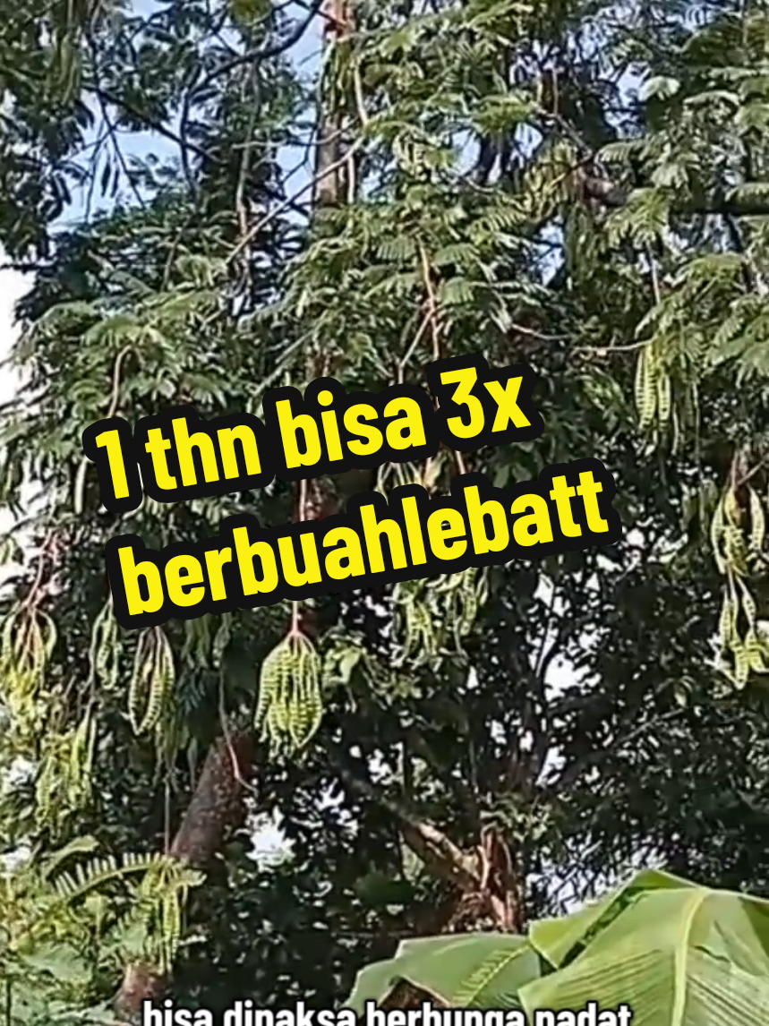 cara mlebatkan pohon pete yang sulit berbuah#petaniindonesia🇮🇩🇮🇩🇮🇩🌿🌿 #pyfツ 