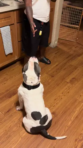 Robbed my 🐶 🤣#Viral #blowthisup #foryou #PocketBully #Bentley