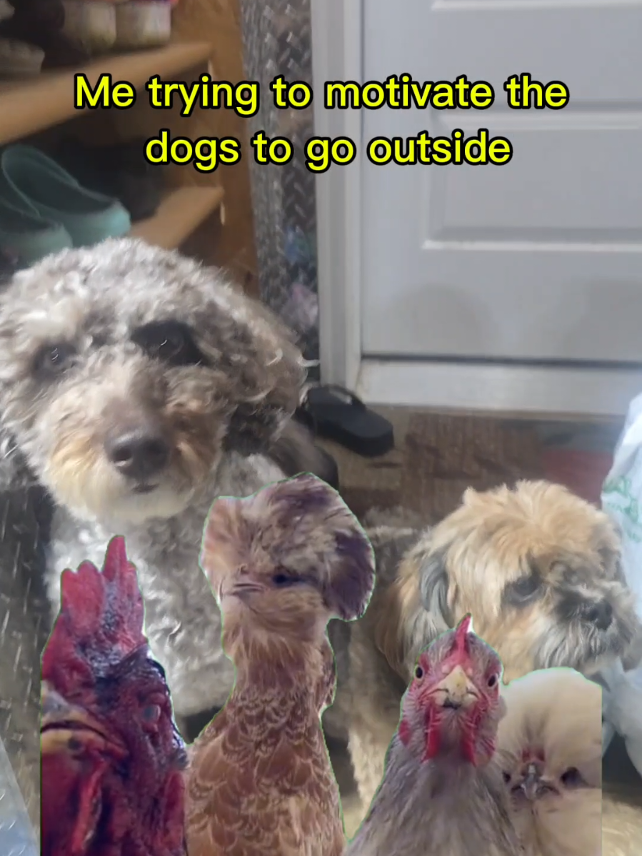 #Meme #MemeCut #CapCut  #doglife #tireddogs 