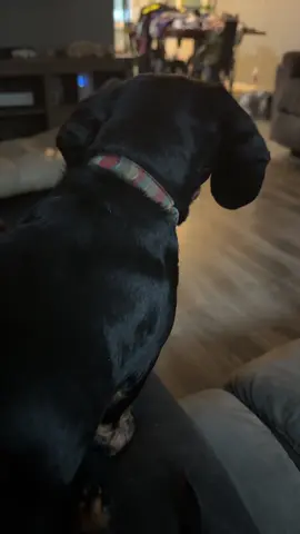 #dachsund 🐶 