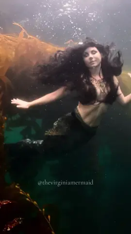 “Every so often, there would be one born with the dark eyes and the black hair that the Selkie had left in their blood. And these dark ones were most at home at sea” - The Secret of Roan Innish 🌊🦭🌿 I’m pleased to introduce my Secret of Roan Innish inspired Selkie and long anticipated Selkie mermaid tail, a personal project I’ve waited my entire 11 year mermaid career to make (and my entire life to dream up).  This Selkie is a darker Selkie, inspired by real dark haired selkies in Celtic folklore and the Selkie in the beloved Secret of Roan Innish film. Complete with a swimmable hybrid Selkie mermaid tail, hand made from start to finish by yours truly (with silicone knowledge I’ve learned from my full time job at @finfolkproductions), this character was debuted for the first time on camera by the wonderful @mermaidfreedive in the kelp forests of California’s Channel Islands.  Let me know what you think of this tail!  🎥: @Mermaid Freedive , @primalfreediving  📍: @cixpeditions  🦭: made by me  📿: @karendixon5920  BTS, safety, assist, in water hype team: @finfolk.bryn, @zachmakesit, @abby.of.finfolk  #thevirginiamermaid #selkie #selkiecosplay #secretofroaninish #celticfolklore    