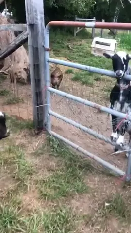 What happens when I’m baby sitting my parents homestead 😂  #goats #goatsoftiktok #homestead 