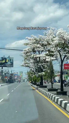 Tabebuyanya magelang #fyppppppppppppppppppppppp #magelang #tabebuyamagelang 