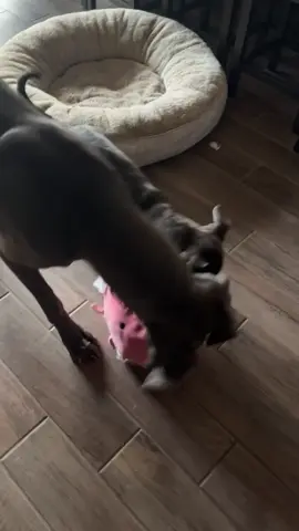 #greatdane #greatdanesoftiktok @Moose 