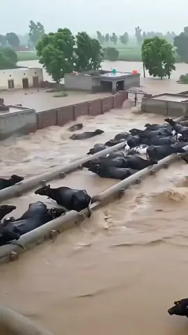 Floods punjab #floods #2025 #punjab 