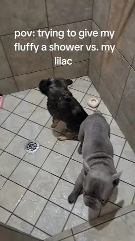 my girl Prada loves water, she goes crazy. my boy Louis Vuitton not so much 😉 #bigropefrenchie #frenchiesoftiktok #frenchielife #fluffyfrenchie #frenchbulldog 
