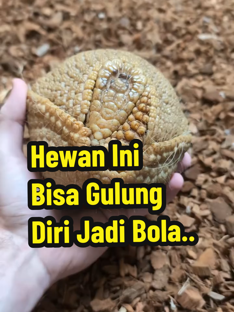 Armadillo adalah hewan yang sangat unik dengan perisai keras di tubuhnya, mirip seperti kura-kura tetapi jauh lebih fleksibel. Hewan ini dikenal karena kemampuannya yang luar biasa, yaitu bisa menggulung dirinya menjadi bola sempurna untuk melindungi diri dari predator. Dalam video ini, kita bisa melihat dari dekat bagaimana bentuk sisiknya, ekornya yang aneh, serta tingkah lakunya yang membuat banyak orang penasaran. Jarang sekali kita bisa menyentuh armadillo secara langsung, sehingga momen ini benar-benar menarik untuk disaksikan. Yuk, tonton sampai habis dan rasakan keunikan hewan menakjubkan ini! English - The armadillo is a truly unique animal with a hard shell covering its body, similar to a turtle but much more flexible. It is best known for its incredible ability to roll itself into a perfect ball as a defense mechanism against predators. In this video, you’ll get a close-up view of its scales, unusual tail, and fascinating behavior that often sparks curiosity. It’s rare to be able to interact with an armadillo this closely, which makes this moment even more special. Watch until the end and discover the amazing uniqueness of this extraordinary creature! #HewanUnik  #Armadillo  #SatwaLangka  #DuniaHewan  #HewanMenarik 