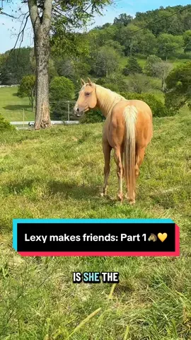 Lexy makes friends: Part 1🐴💛 #maresoftiktok #palomino #palominohorse #recipmare #broodmare 