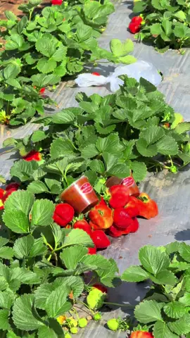 Selamat pagi mounjet strawberry 🍓🍓  #mounjetsembalun #strawberrysembalun #mounjetstroberry #mounjetstrawberry #petikstrawberry 