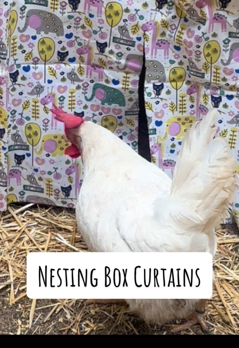 The chickens are laying everywhere but their boxes!!! So I gave the coop a little upgrade… nesting box curtains! Now the ladies can lay in peace 🥚🤍🥚🤍🥚Miss Willie was the first to come check them out and I think she approved 🐓❤️ #chickens #chickencoop #farm #farmlife #homestead 