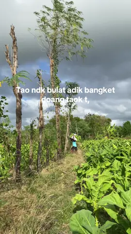 Nendek mahel”adik#fyp#petani#bangket#lagusasak