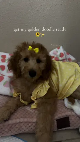 Omg I’m actually obesssed w her she’s so pretty #viralvideo #goldendoodle #getmydogreadywithme #fypシ゚viral 